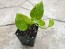 Golden Pothos Vine (Live Plant)