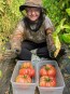 Tomato 'Bear Claw' Seeds (Certified Organic)