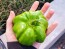 Sweet Pepper ‘Paradicsum Alaku Sarga Szentes’ Seeds (Certified Organic)