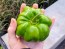 Sweet Pepper ‘Paradicsum Alaku Sarga Szentes’ Seeds (Certified Organic)