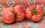 Tomato 'Bear Claw' Seeds (Certified Organic)