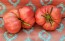 Tomato 'Bear Claw' Seeds (Certified Organic)