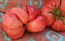 Tomato 'Bear Claw' Seeds (Certified Organic)