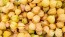 Ground Cherries