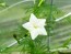 Morning Glory Cypress Vine, Red and White 