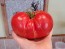 Tomato 'Behemoth King' Seeds (Certified Organic)