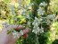 Pearly Everlasting Seeds (Certified Organic)