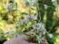 Pearly Everlasting Seeds (Certified Organic)