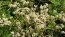 Pearly Everlasting Seeds (Certified Organic)