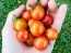 Tomato 'Little Mack Red Cherry' Seeds (Certified Organic)