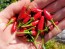 Hot Pepper ‘Thai Hot' 