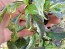 Hot Pepper ‘Purple Jalapeno Variegated Leaf’ Seeds (Certified Organic)