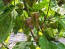 Hot Pepper ‘Naga Death Purple Leaf’ Seeds (Certified Organic)