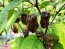 Hot Pepper ‘Naga Death Purple Leaf’ Seeds (Certified Organic)