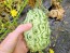 Jelly Melon (Kiwano) AKA African Horned Cucumber Seeds