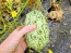 Jelly Melon (Kiwano) AKA African Horned Cucumber Seeds