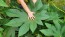Castor Bean 'Green and Red Mix' Seeds (Certified Organic)