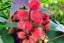 Castor Bean 'Green and Red Mix' Seeds (Certified Organic)