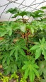 Castor Bean 'Green and Red Mix' Seeds (Certified Organic)