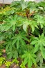 Castor Bean 'Green and Red Mix' Seeds (Certified Organic)