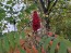 Staghorn Sumac Seeds (Certified Organic)