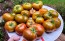 Tomato 'Spud Viper' Seeds (Certified Organic)