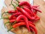 Hot Pepper ‘Goat Horn’ Seeds (Certified Organic)