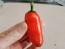 Hot Pepper ‘Orange Spice Jalapeno’ Seeds (Certified Organic)