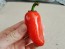 Hot Pepper ‘Orange Spice Jalapeno’ Seeds (Certified Organic)