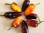 Hot Pepper ‘Pimenta Puma’ Seeds (Certified Organic)