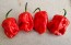 Hot Pepper ‘Bahamian Beast' Seeds (Certified Organic)