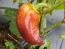 Sweet Pepper ‘Violet Sparkle' Seeds (Certified Organic)