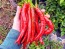 Hot Pepper ‘Goat Horn’ Seeds (Certified Organic)