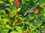 Hot Ornamental Pepper ‘Filius Blue’ Seeds (Certified Organic)