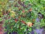 Hot Ornamental Pepper ‘Filius Blue’ Seeds (Certified Organic)