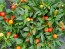 Hot Ornamental Pepper ‘Chinese 5 Color Marble’ Seeds (Certified Organic)