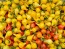 Hot Pepper ‘Biquinho Yellow’ Seeds (Certified Organic)