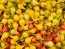 Hot Pepper ‘Biquinho Yellow’ Seeds (Certified Organic)