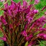 Wheatstraw Celosia ‘Flamingo Feather’