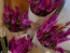 Flamingo Feather Celosia Bouquet