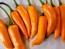 Hot Pepper ‘Orange Thai’ Seeds (Certified Organic)