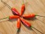 Hot Pepper 'Tabasco' Seeds (Certified Organic)