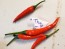 Hot Pepper ‘Red Thai’ Seeds (Certified Organic)