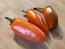 Hot Pepper ‘Orange Spice Jalapeno’ Seeds (Certified Organic)