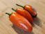 Hot Pepper ‘Orange Spice Jalapeno’ Seeds (Certified Organic)