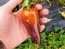 Sweet Pepper ‘Violet Sparkle' Seeds (Certified Organic)