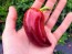 Sweet Pepper ‘Violet Sparkle' Seeds (Certified Organic)