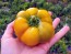 Sweet Pepper ‘Paradicsum Alaku Sarga Szentes’ Seeds (Certified Organic)