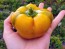 Sweet Pepper ‘Paradicsum Alaku Sarga Szentes’ Seeds (Certified Organic)