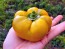 Sweet Pepper ‘Paradicsum Alaku Sarga Szentes’ Seeds (Certified Organic)